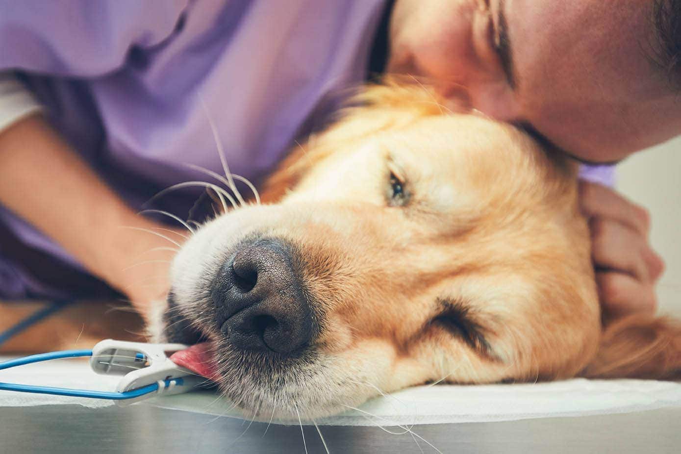 man hugging a golden retriever