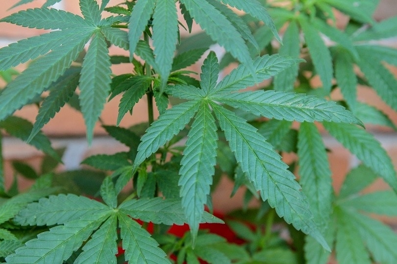 marijuana-walesjacqueline-pixabay