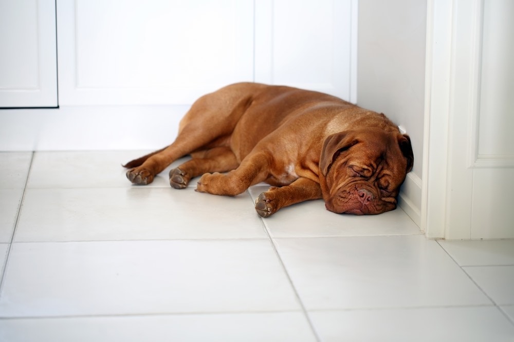 mastiff sleeping