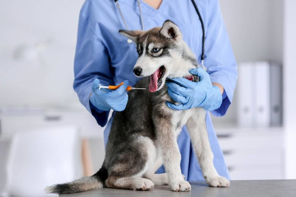 microchipping a husky