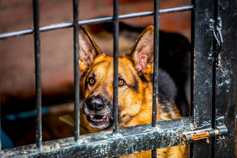 military german shepherd dog in a cage