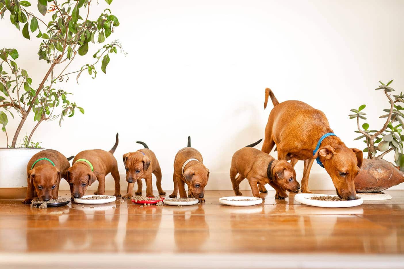 mini pinschers eating