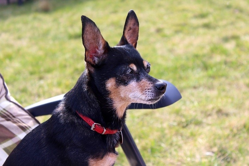 Miniature Pinscher sitting on a chair outside.