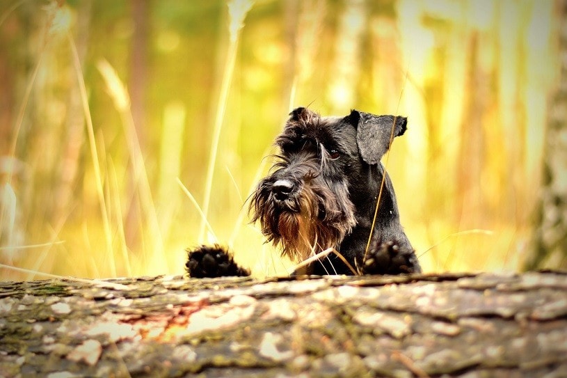 Schnese (Miniature Schnauzer & Havanese Mix) Info