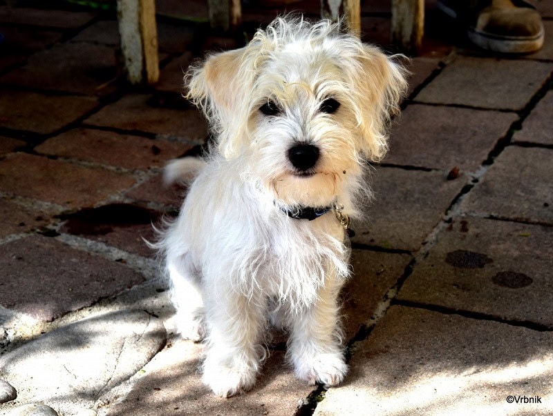 miniature wire haired schnauzer white