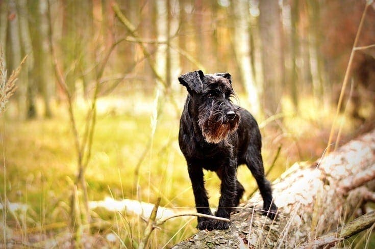 miniature-schnauzer