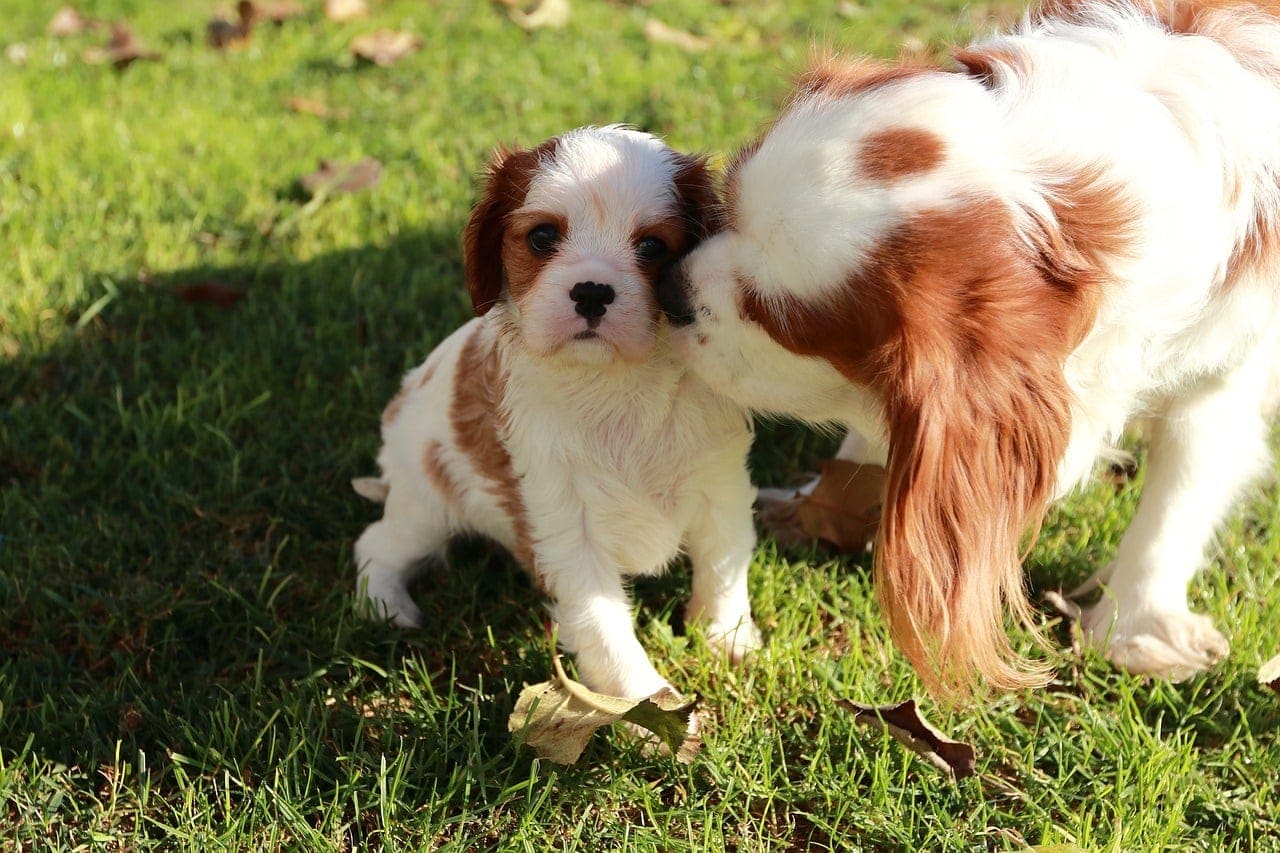 mommy and puppy cavalier
