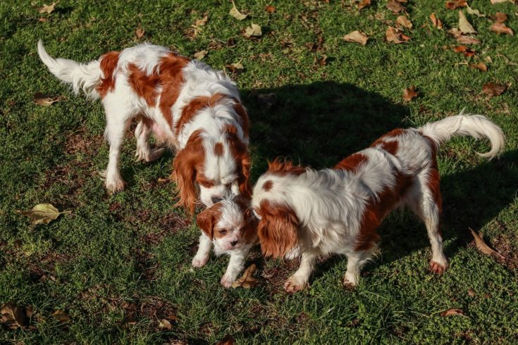 cavalier dog family