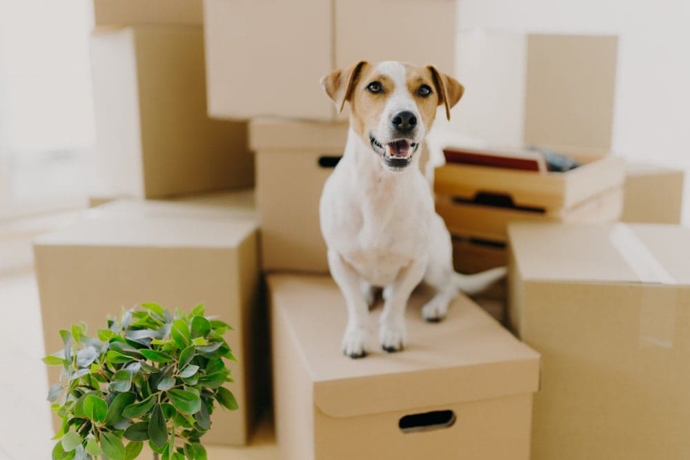 moving with a dog