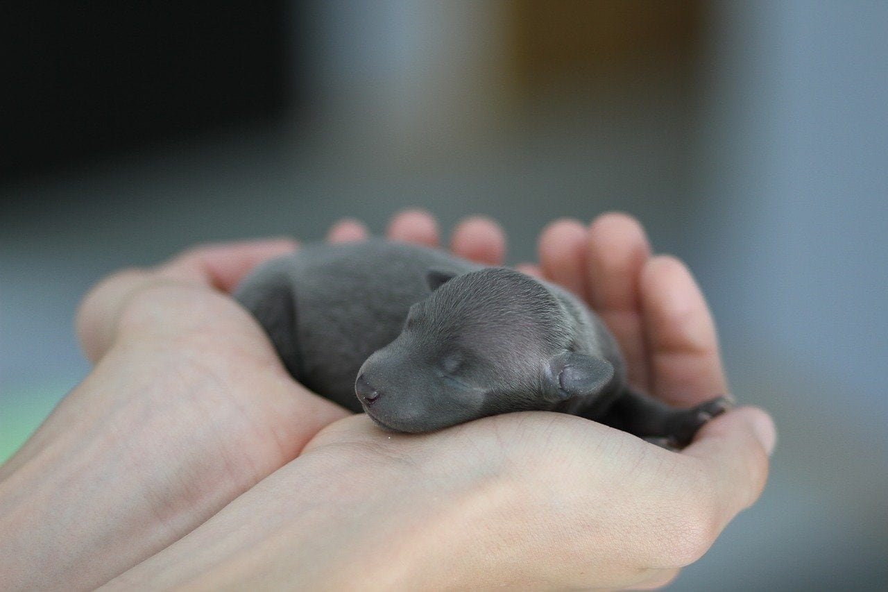newborn grey puppy