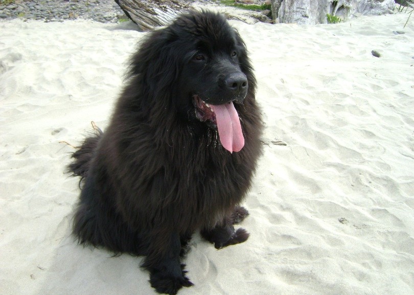 newfoundland on the beach