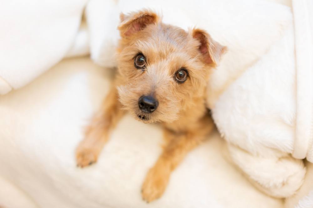 norfolk terrier puppy