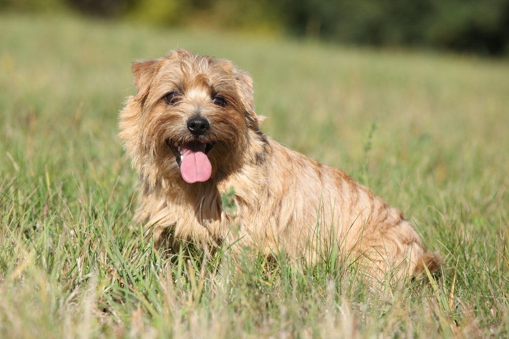 Norfolk Terrier Dog Breed Info Pictures Characteristics Facts Norfolk Terrier Dog Breed Info Pictures Characteristics Facts