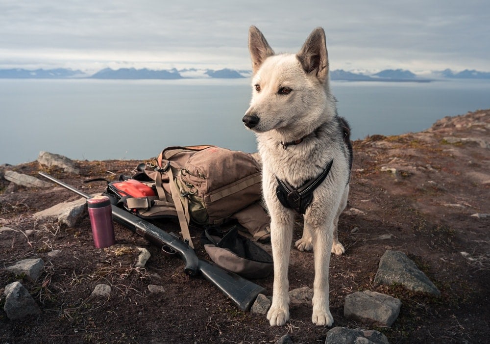 Norwegian dog with gear