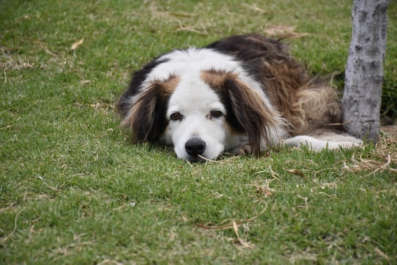 old dog lying on the grass
