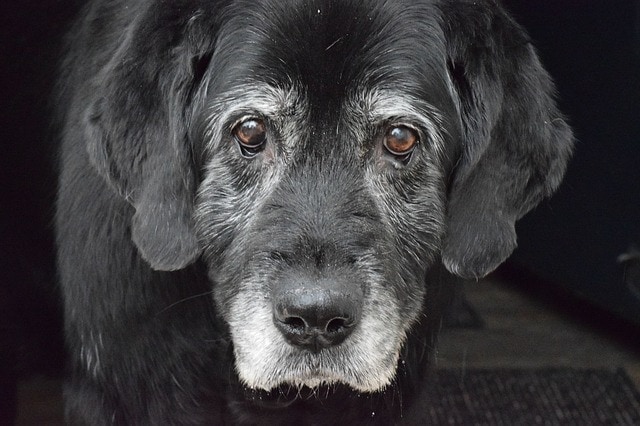 old dog with white gray face