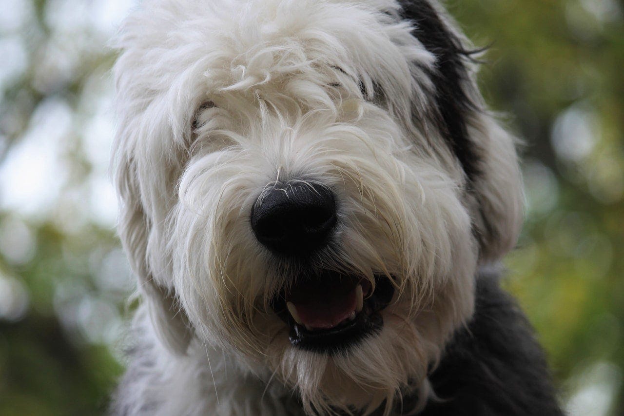 old english sheepdog