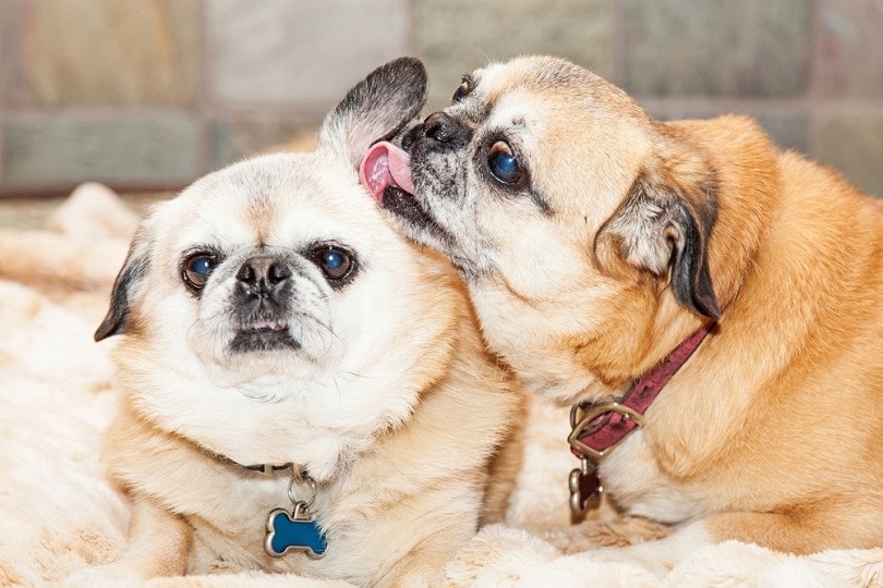 one dog licking the ears of the other