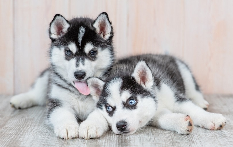 one puppy licks the ear of another puppy