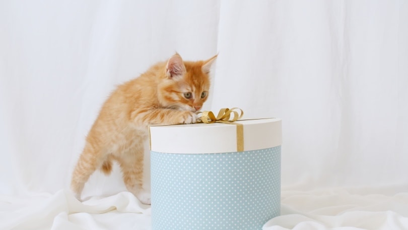 orange kitten playing with the gift