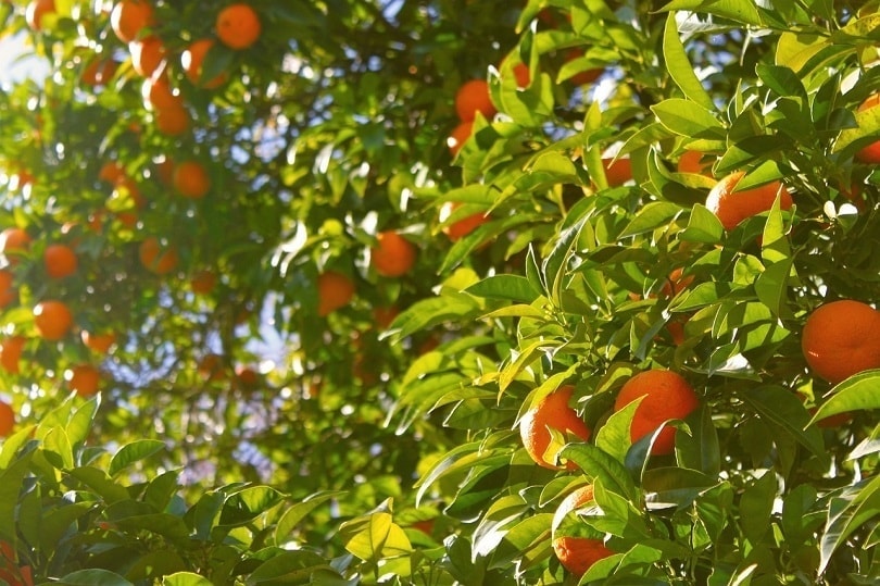 citrus tree