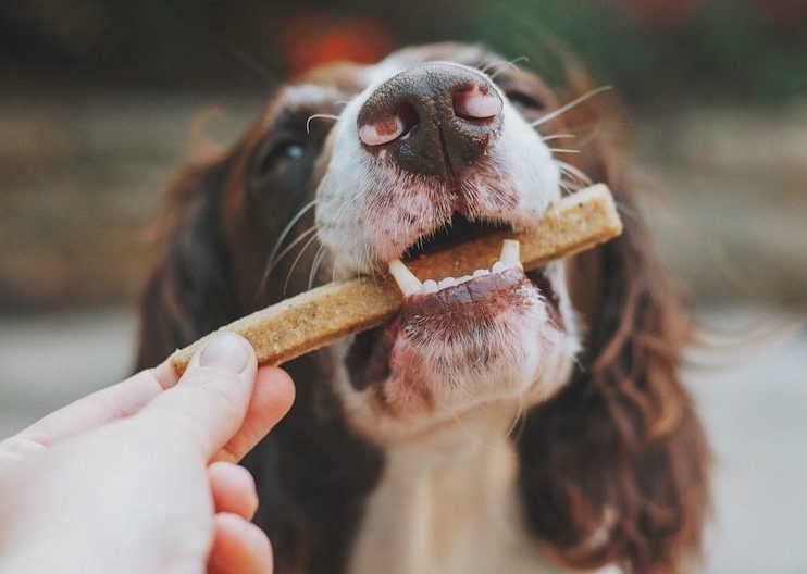 organic dog treats