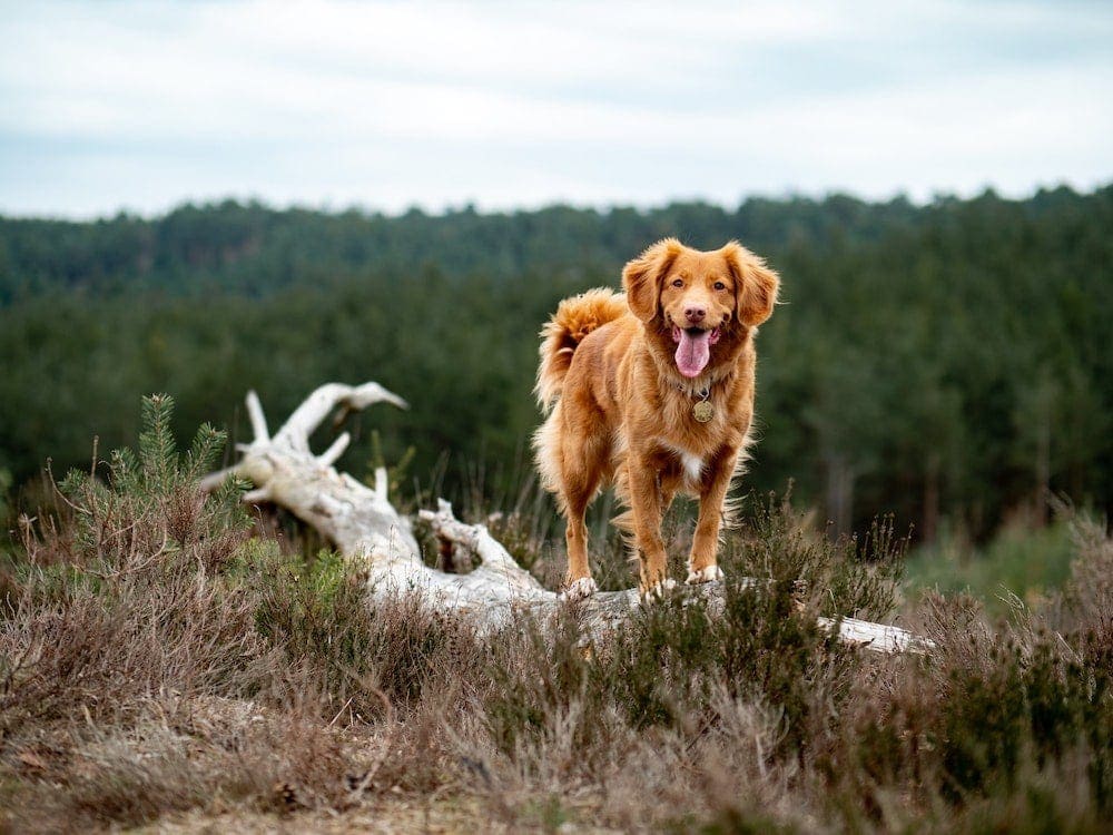 happy outdoor dog