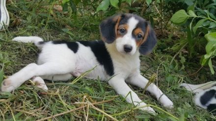 20 Papillon Mixed Breeds (With Info & Pictures) | Hepper Pet Resources
