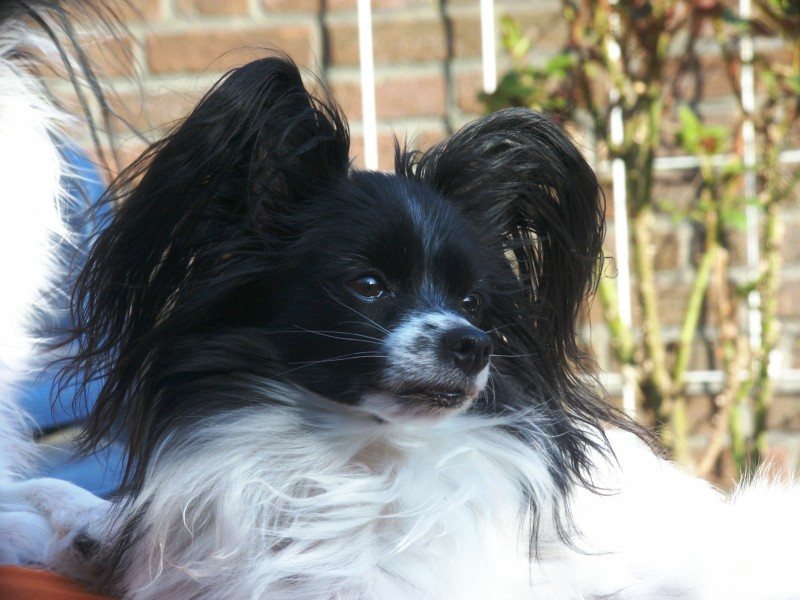 papillon black and white