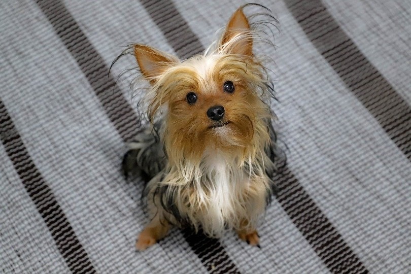 parti yorkie looking up