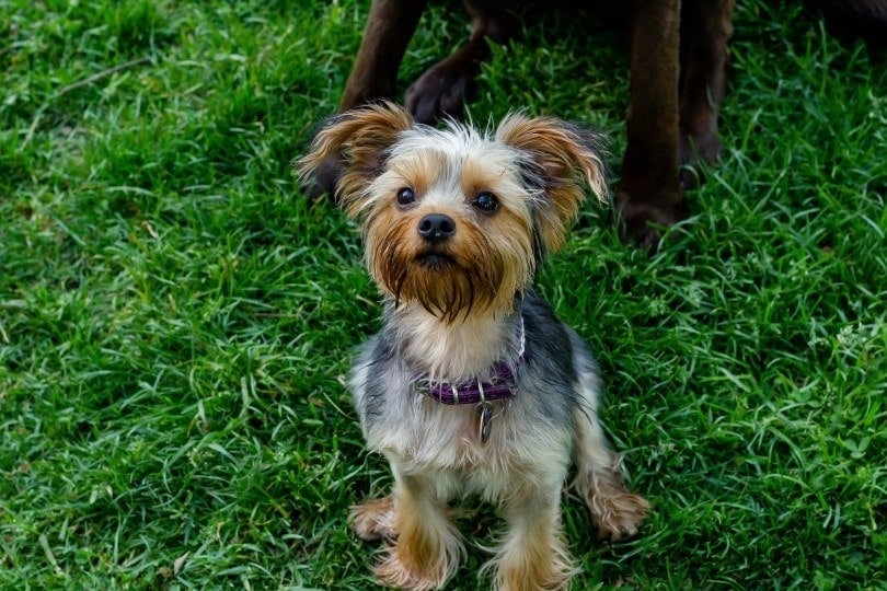 parti yorkie sitting on grass
