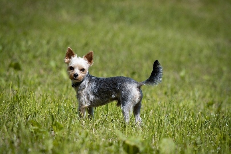 parti yorkie standing on grass