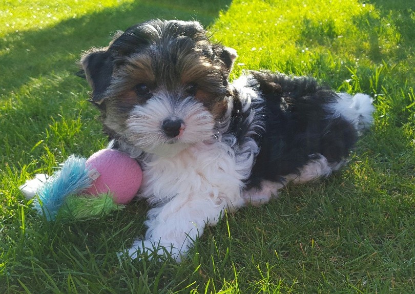 parti yorkie with toy