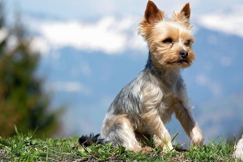 parti yorkie