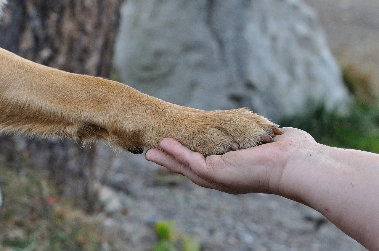 paw and hand