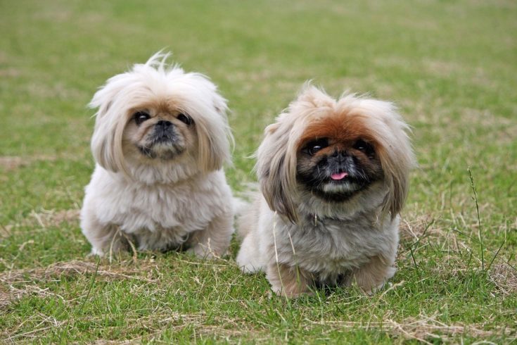 two pekingese