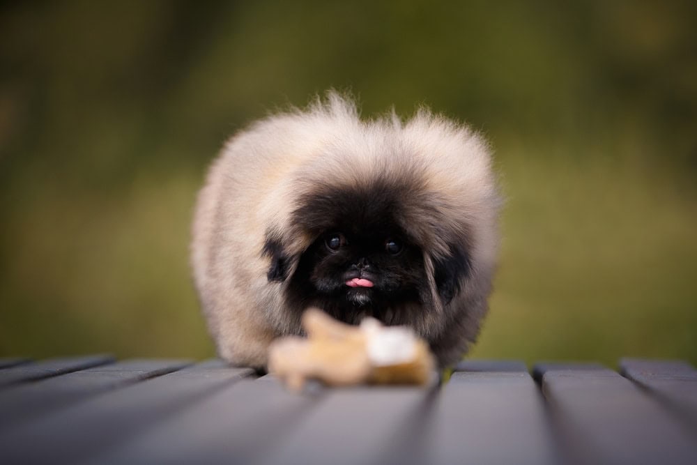 cute pekingese puppy