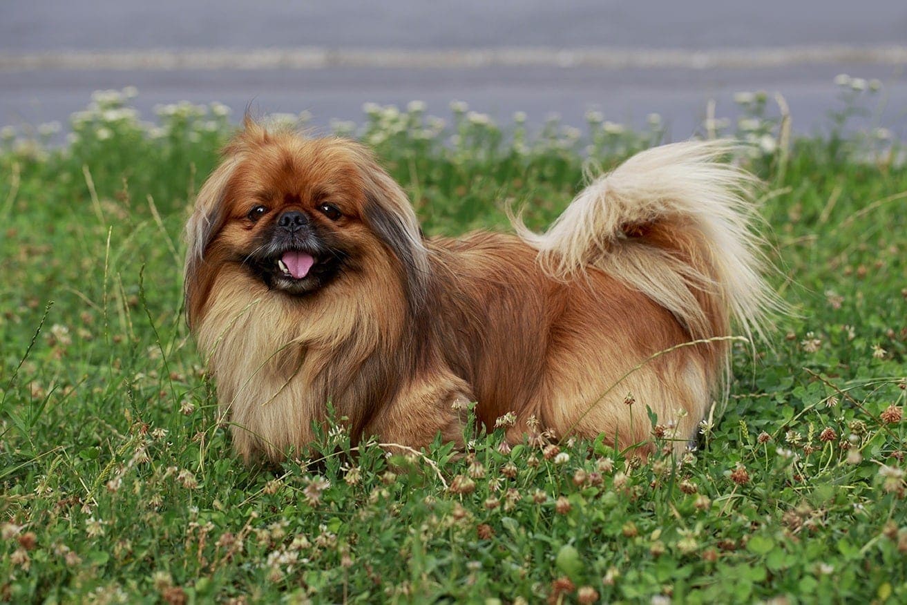 pekingese smiling