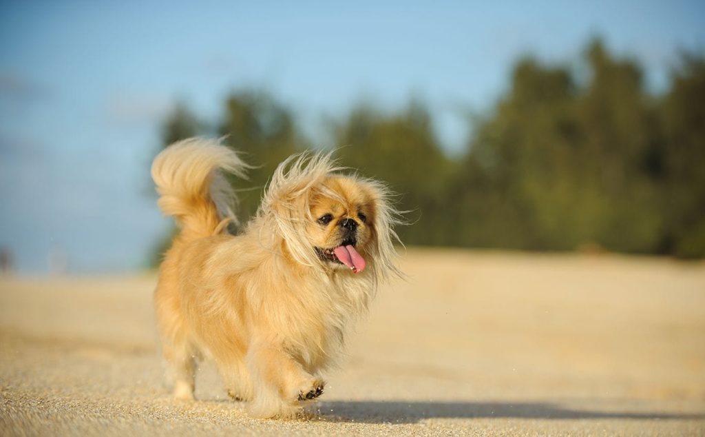 pekingese walking