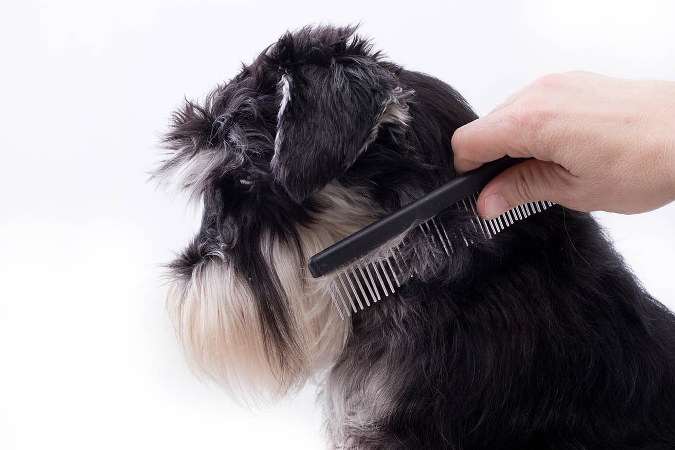 person combing miniature schnauzer