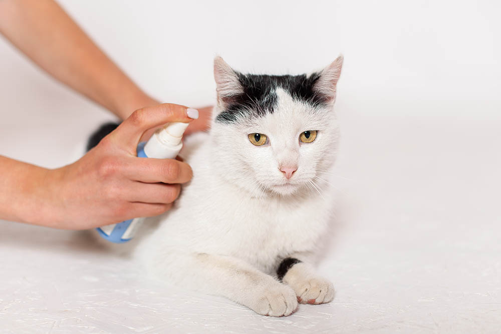 person spraying on cat