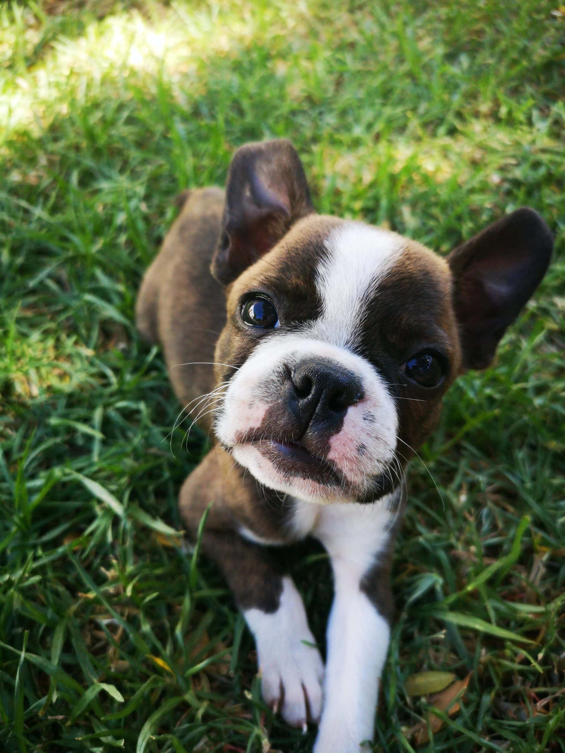 miniature boxer