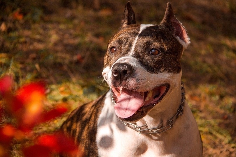 pit bull sitting outdoor