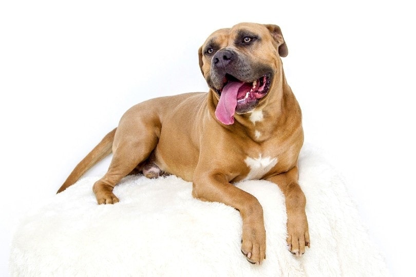pitbull dog lying on a white carpet