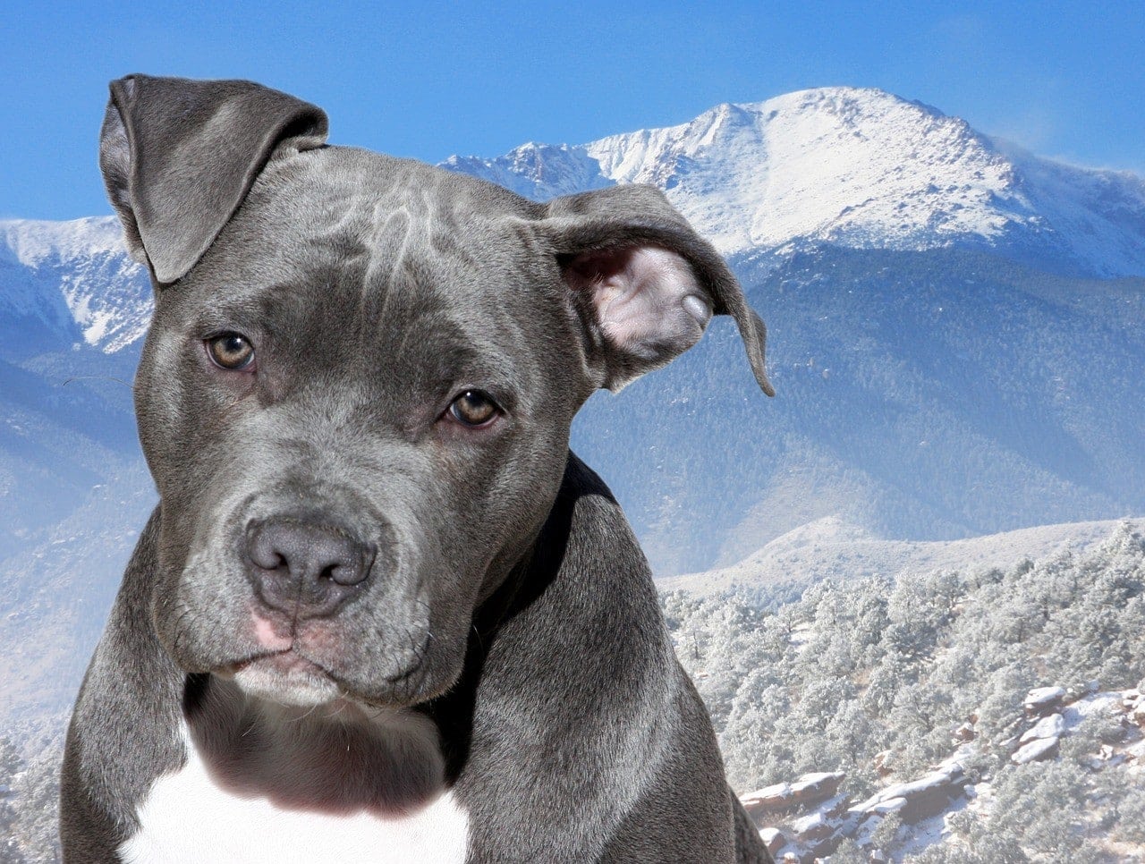 pitbull dog mountain