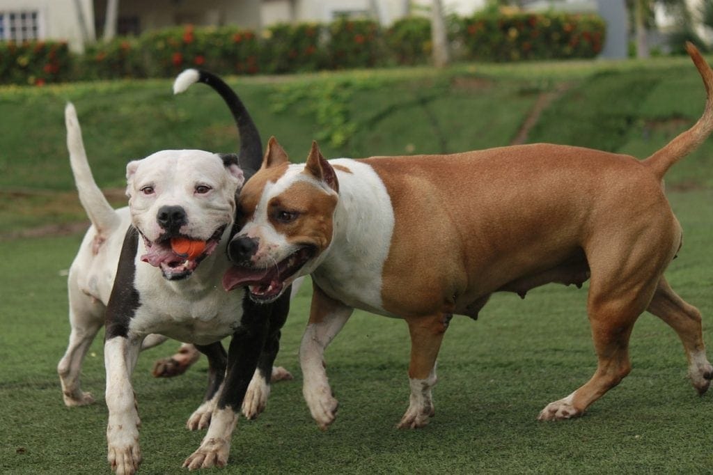 pitbulls playing