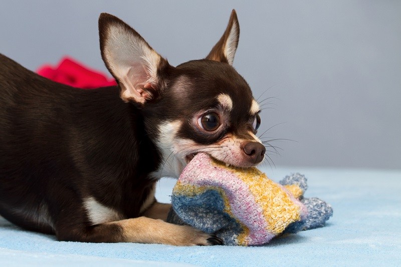 playing Chihuahua