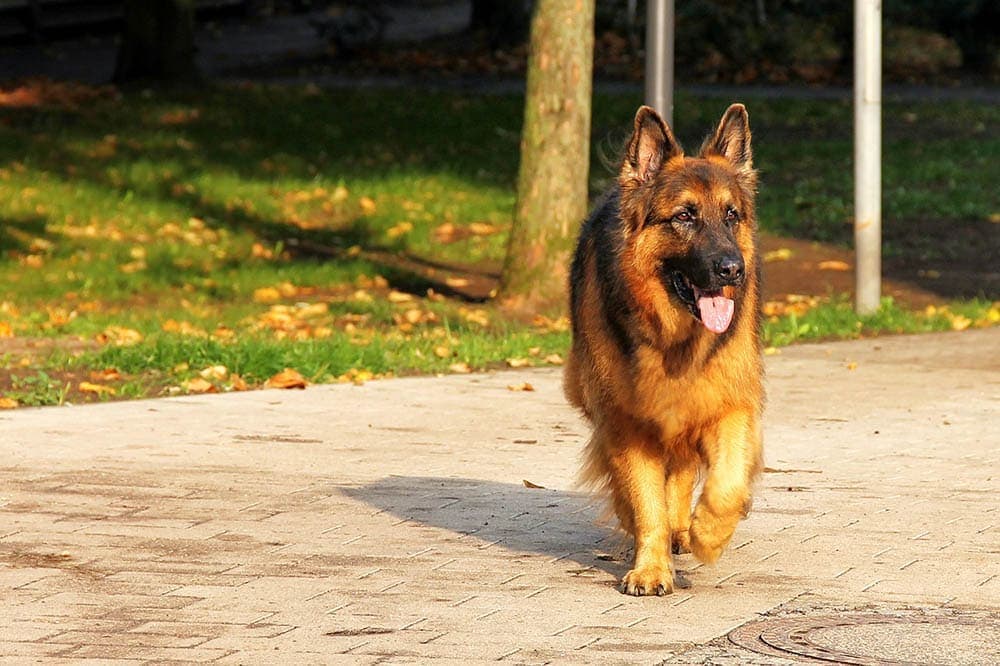 plush coat german shepherd walking