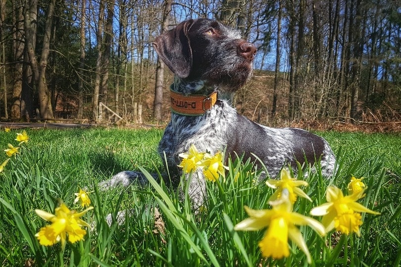 pointer lying in a field of flowers