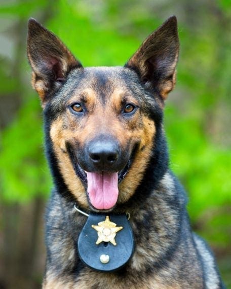 police german shepherd
